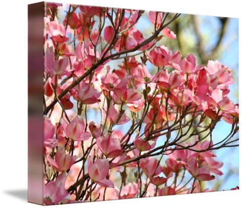 Dogwood Flowers White Dogwood Tree Blue Sky Art By Baslee Troutman Fine