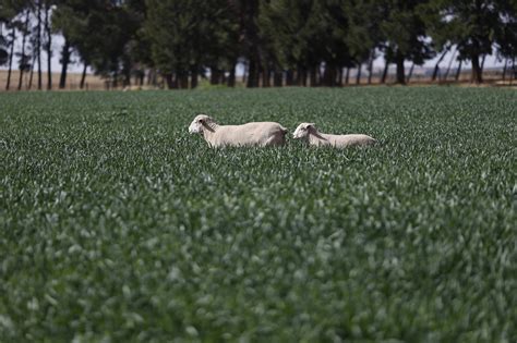 Dormer Breeders - Hatari Farming