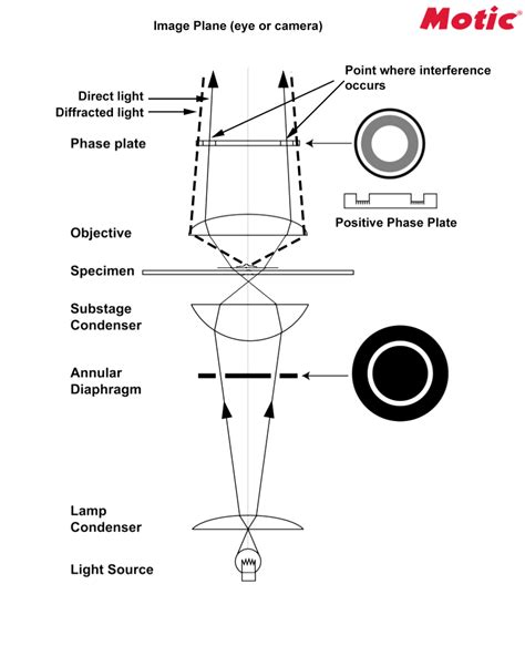 Phase Contrast Microscopy By Motic And Motic Microscopes