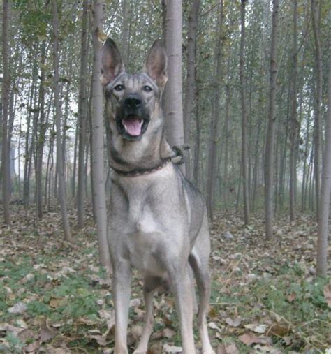 動物圖集：狼青犬圖集1 每日頭條