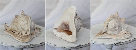 Old Atlantic Tiger Conch Shell Nora Murphy Country House