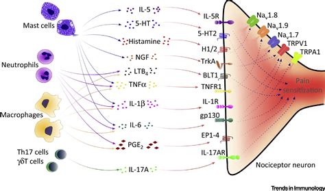 Nociceptor Sensory Neuronimmune Interactions In Pain And Inflammation