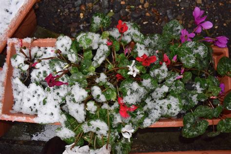 8 Plants That Will Survive Winter In Snowy Areas Balcony Boss