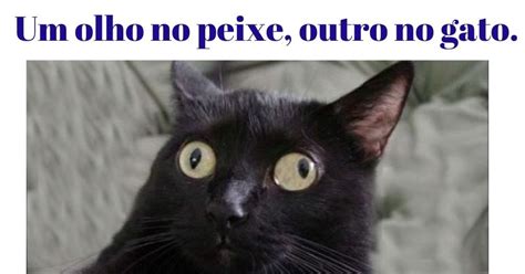 Um Olho No Gato E Outro No Peixe - UM OLHO NO PEIXE E OUTRO NO GATO!!!! - Jornal O Aperitivo