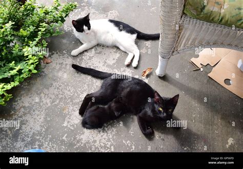 Three Cats Hi Res Stock Photography And Images Alamy