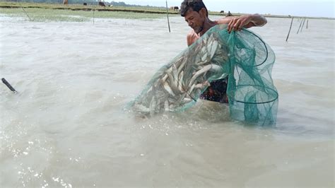 বন্যার নতুন পানিতে চায়না জাল দিয়ে মাছ শিকার।। মাছ ধরা।। Village