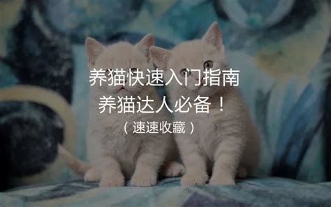 养猫快速入门指南养猫达人必备！（速速收藏） 知乎