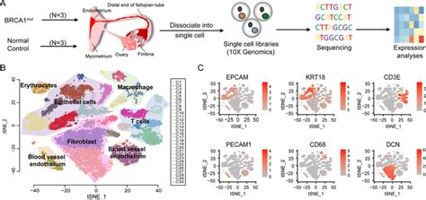 Single Cell Transcriptome Profiling Of The Tubal Fimbriated End A