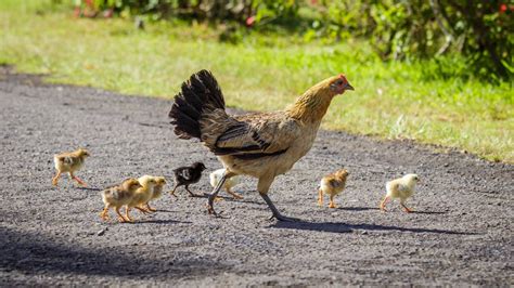 Year Of The Rooster How Kauais Feral Chickens Do It Live Science