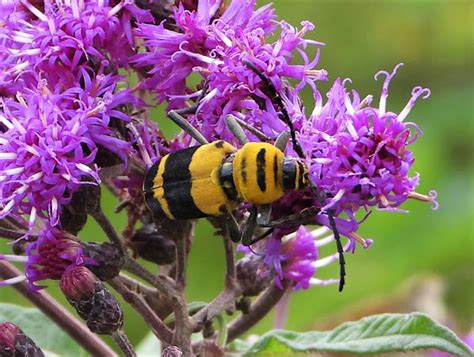 Amorpha Borer Project Noah