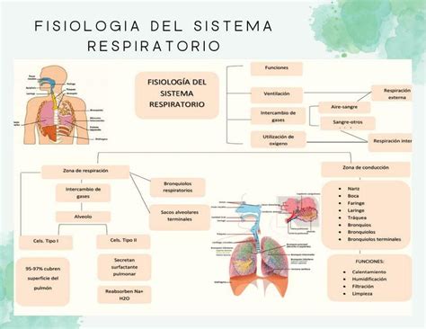 Fisiologia Del Sistema Respiratorio Alxnsx S Udocz