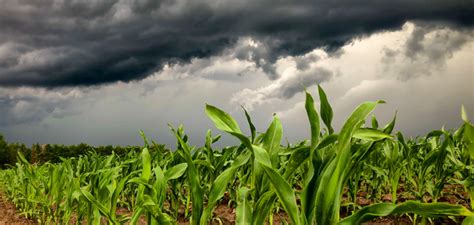 Crop Insurance News Now Is The Time To Sign Up For Hail Insurance