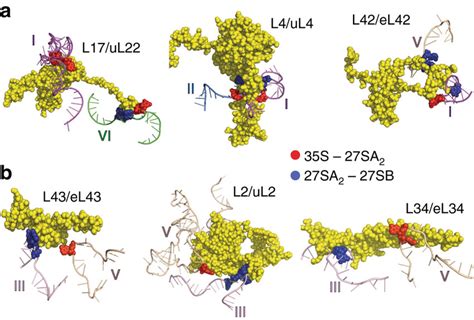 Models Of Inter Domain Interactions Formed During Nucleolar Stages Of