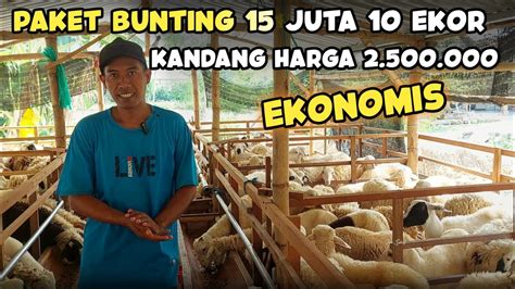 Modal Juta Dapat Kandang Dan Ekor Bunting Ternak Domba Modern