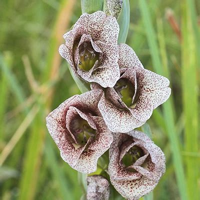 Gladiolus ecklonii Stutterheim (Adult 2023) - Sheathed Gladiolus ...