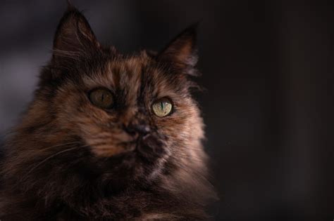 Beautiful Brown Cat Stock Photo Download Image Now Alertness