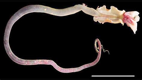 New deep-sea worm named after Trinbagonian marine scientist | Borneo ...