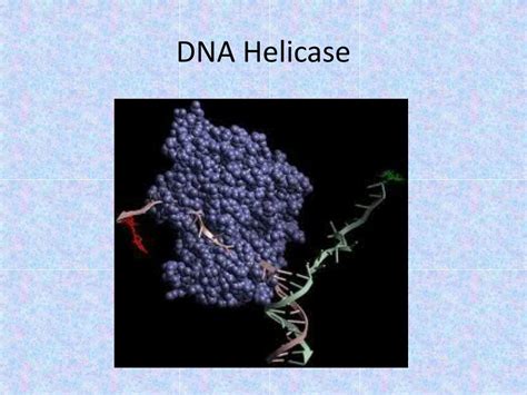 PPT - DNA Helicase PowerPoint Presentation, free download - ID:2211176