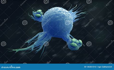 Macrophage Engulfing Bacteria Stock Illustration Illustration Of