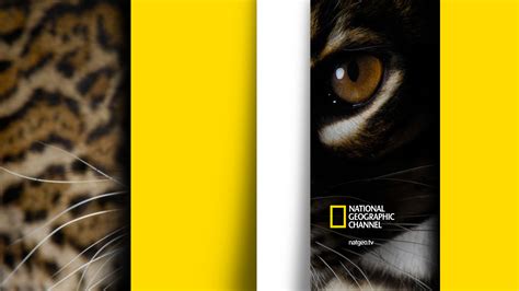 National Geographic Channel Rebrand