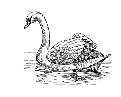 Swan Drawing Images at GetDrawings | Free download