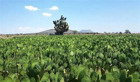 Y Tú ¿sabes Quién Es El Principal Productor De Nopal En México