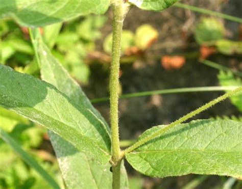 Lysimaque commune informations Fleurs sauvage du Québec