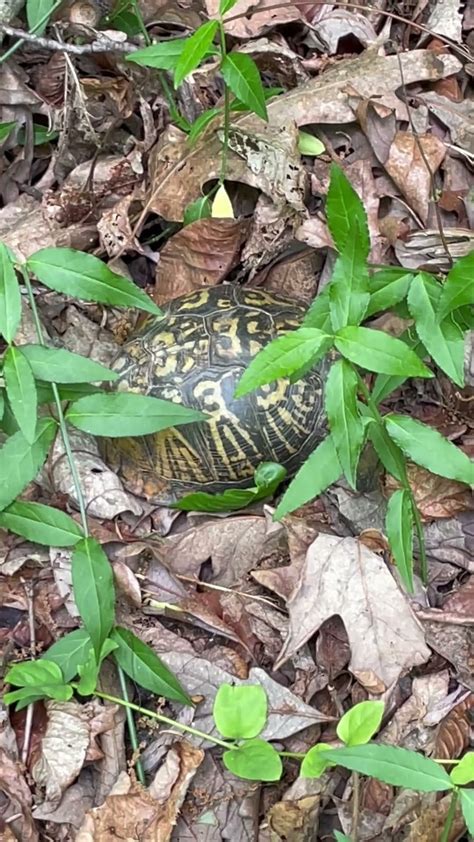 Look 👀 At This Beautiful Eastern Box Turtle 🐢 Youtube