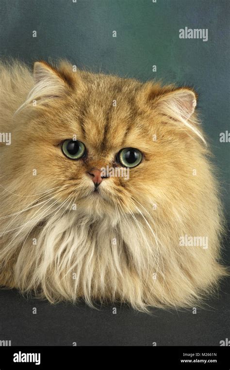 golden persian cat portrait Stock Photo - Alamy