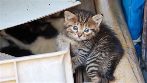 Save Me Street Kittens Protected Baby Kittens Of Abandoned Cats One