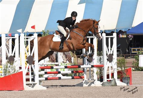 Liver Chestnut Horse Jumping