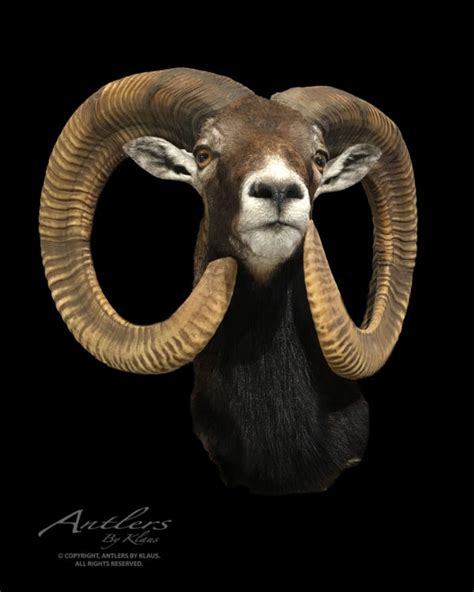 Mouflon Sheep - Antlers by Klaus