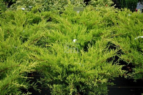 Juniperus Chinensis Old Gold Genevrier De Chine Juniper Nos