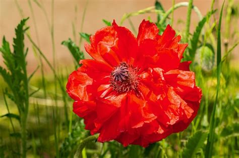 Premium Photo A Red Poppy Flower In A Field