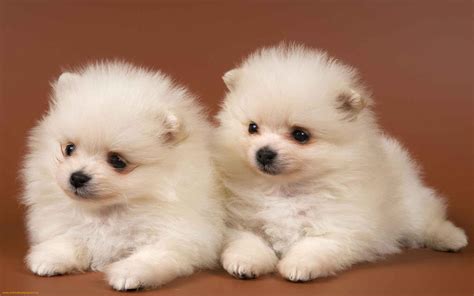 Free Cute Puppy Wallpapers Wallpaper Cave