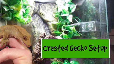 How To Setup A Crested Gecko Cage Youtube