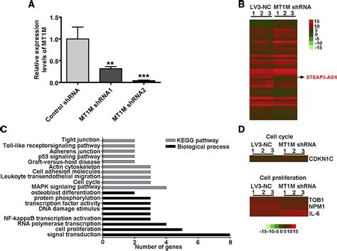 Lncrna Steap As Modulates Cell Cycle Progression Via Affecting Cdkn C