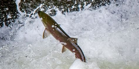 Salmon fishing ends on Osoyoos Lake Sept. 7 - TimesChronicle.ca