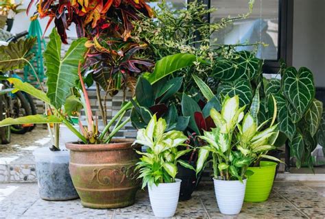 20 Shade Loving Plants For Containers