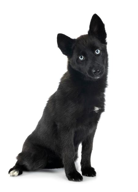 P Gina Im Genes De Pomerania Negro Descarga Gratuita En Freepik