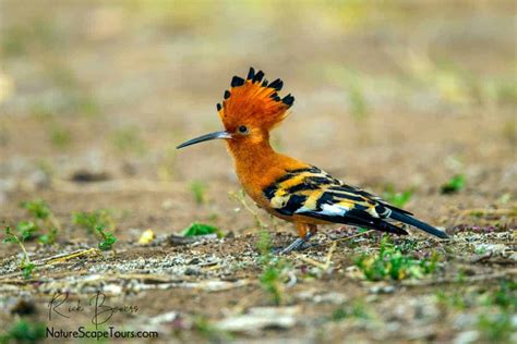 African Hoopoe Focusing On Wildlife