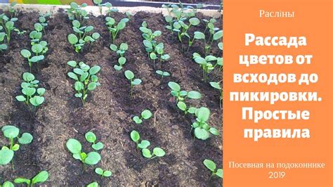 Рассада цветов от всходов до пикировки. Простые правила - YouTube