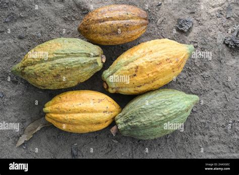 Ivory Coast Yamoussoukro Village Loukoukro Cocoa Farming Fresh