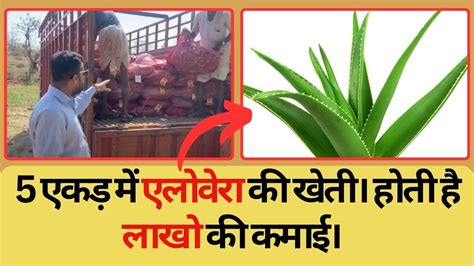 Aloe Vera Cultivation With Amritanjali Ayurved Contract Farming