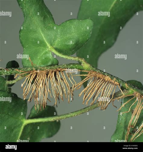 Vine Aerial Roots
