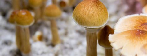 Magic Mushroom Dosage Guide - Get Kush