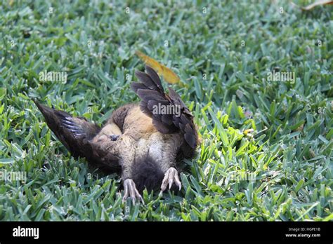 Australian Brush Or Bush Turkey Chick Dead Stock Photo Alamy