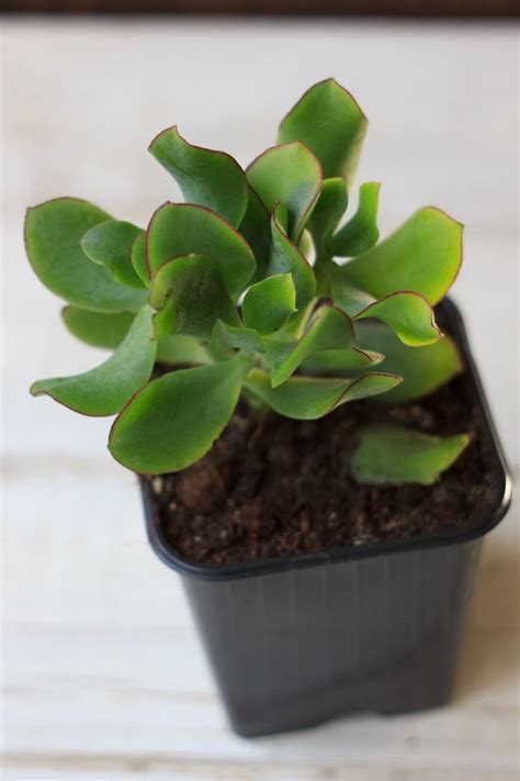 Ripple Jade Care Learn About Growing A Ripple Jade Plant Gardening Know How