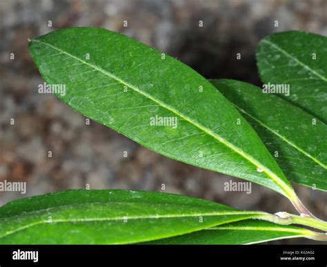 Close Up Of Yerba Mate Ilex Paraguariensis Leaves On A Live Yerba