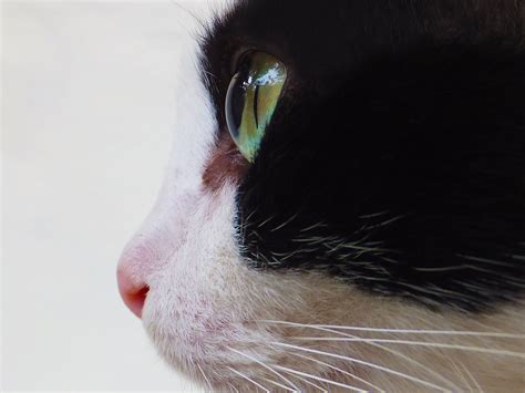 cat eyes face cat face view cats eyes animal 4k HD Wallpaper